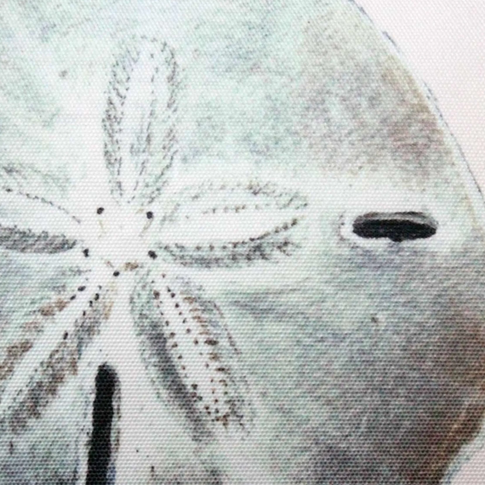 Ponte Vedra Sand Dollar on White Throw Pillow 12x20